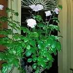 Bed & Breakfast Storica Calderino *