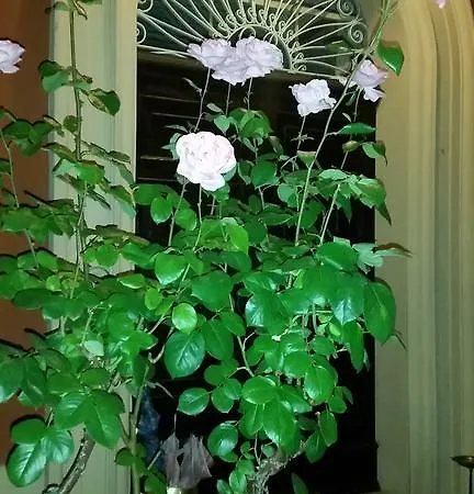 Oda ve Kahvaltı Storica Calderino *