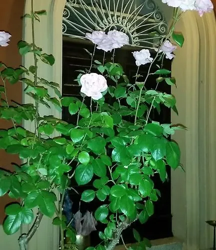 Alojamento de Acomodação e Pequeno-almoço Storica Calderino *